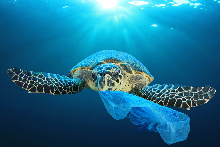 Really, how bad is plastic?